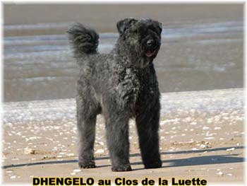  Bouvier des Flandres expositions tous prim&eacute;s